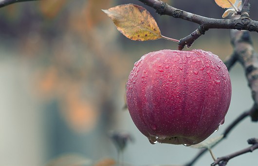 an apple a day